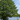 Alder 
