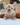 Photo of Fluffy French bulldog female