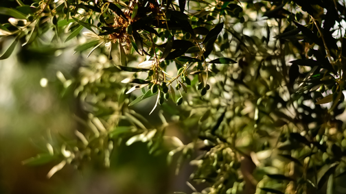 Azienda Agricola Maremma Bio — foto 6