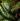 Carnauba Wax