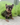 Jolly is a Fluffy female French Bulldog Puppy