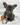 Bruno is using blue line, expected weight is 19 lb. French Bulldog Puppy available for sale in New Jersey.