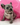 Jolly is a Fluffy female French Bulldog Puppy