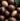 Macadamia Oil